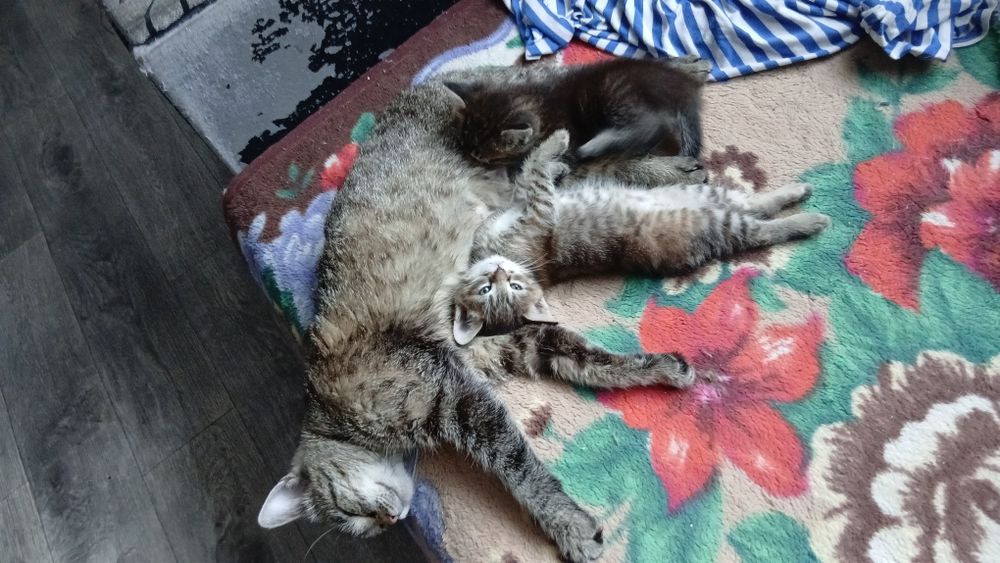 Дарю котят красивых