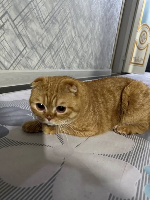 Шотландский вислоухая ogil