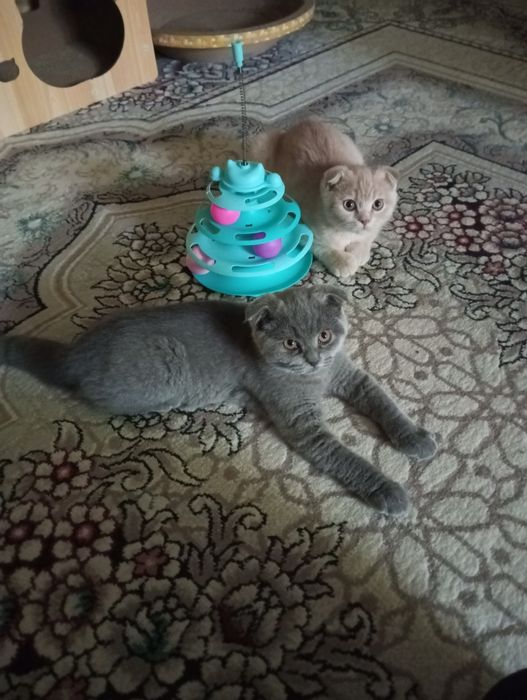 Продаются котята:Скотиш Фолд.