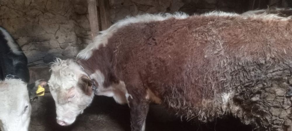 Бордақта тұрған бұқа, сиыр