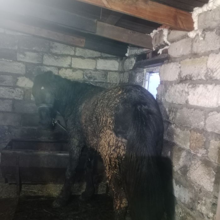 Продается кобыла