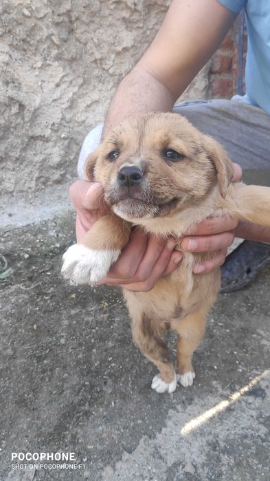 Подарявам малки кученца