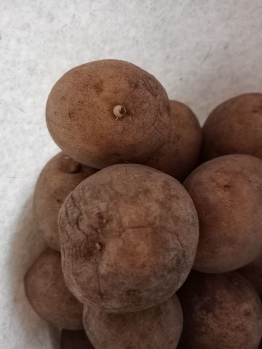 Картофель для еды и семенной для посадки