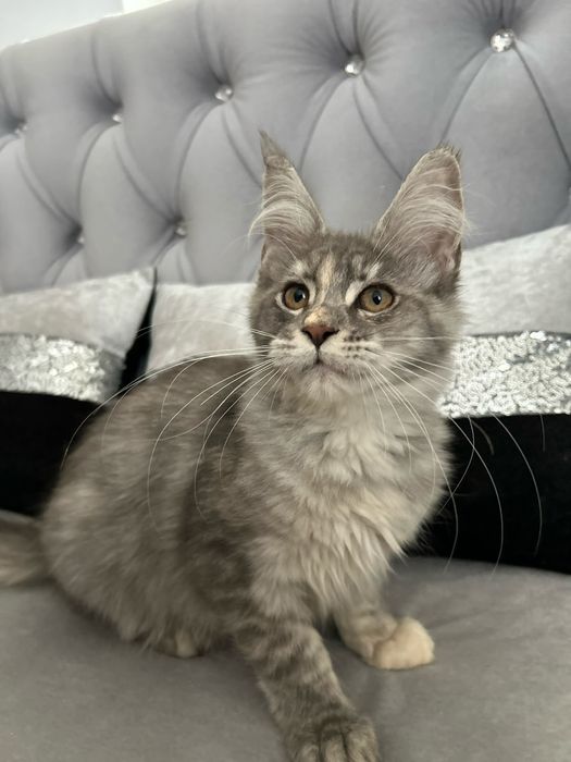 Femela maine coon
