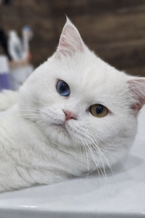 Британски късокосмести котенца