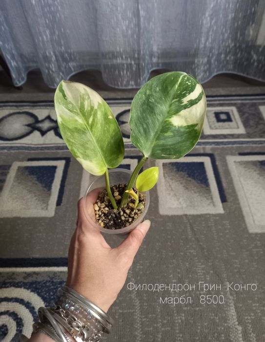 Алоэ древовидное, растение, цветы