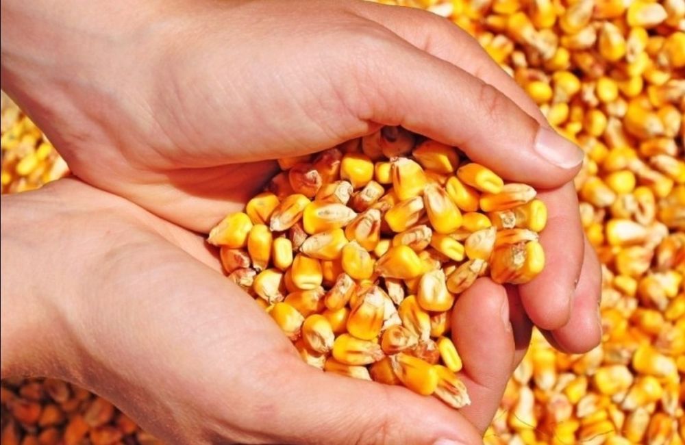 Porumb recolta 2024  negociabil