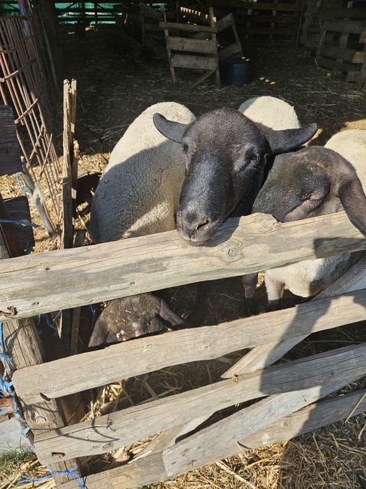 Berbeci suffolk miori