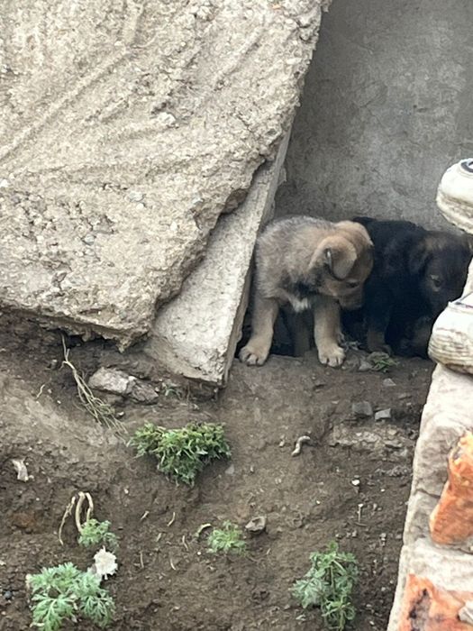 Щенки отдаем в добрые руки