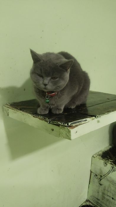 Brtanskiy sotiladi qizbola 7 oyli