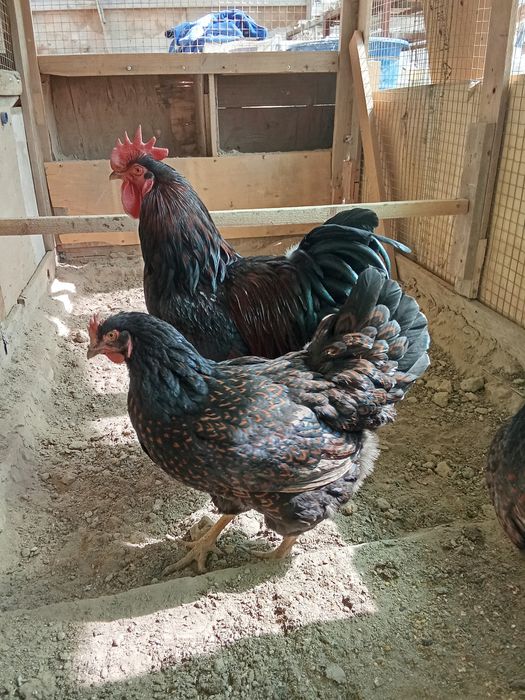 Барновельдер золото