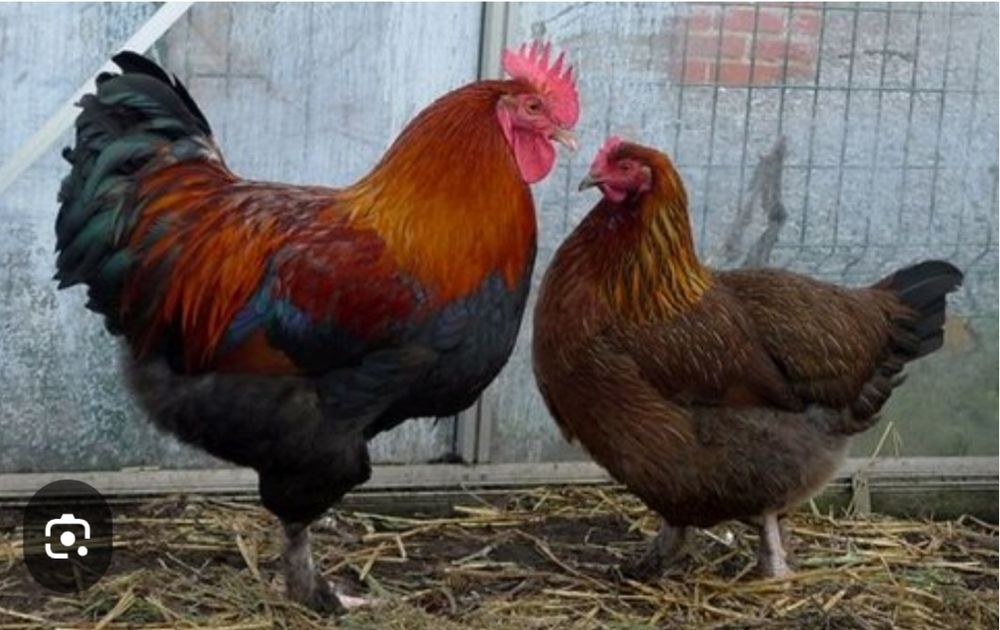 Куры Маран цыплята