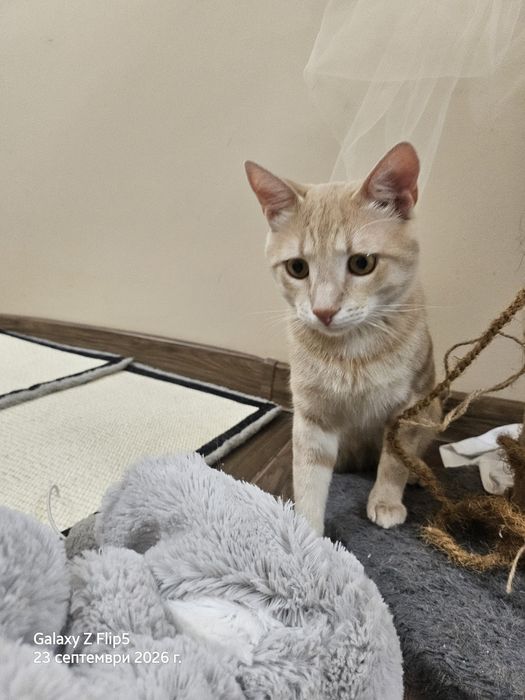 Търся дом на мъжко кастрирано  коте