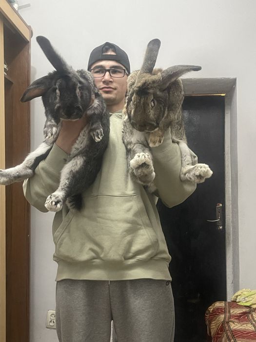 Продам кроликов(самцы)