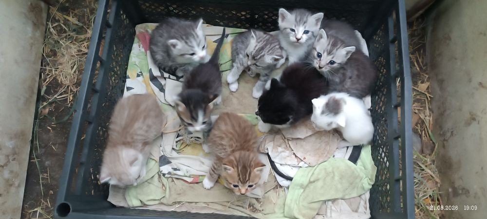 Отдам полубенгалы и полубританцы
