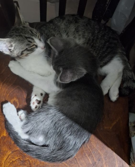 Котята бесплатно