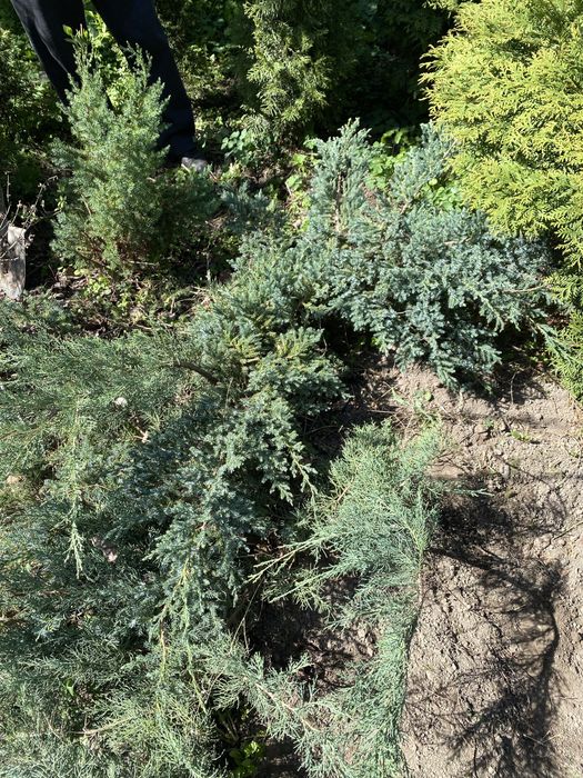 Можевельник голубой