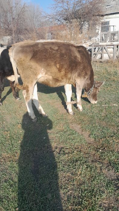 Продам  годовалая телку