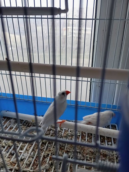 Пара амадинов с клеткой амадины