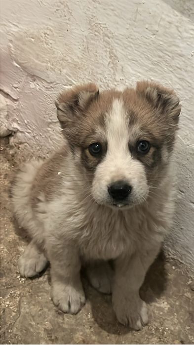 Алабай төбет күшік