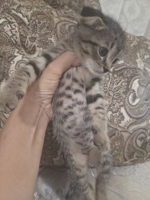 продам шотландский вислоухие котёнок