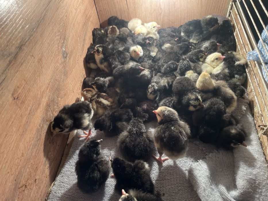 Балапандар сатылады