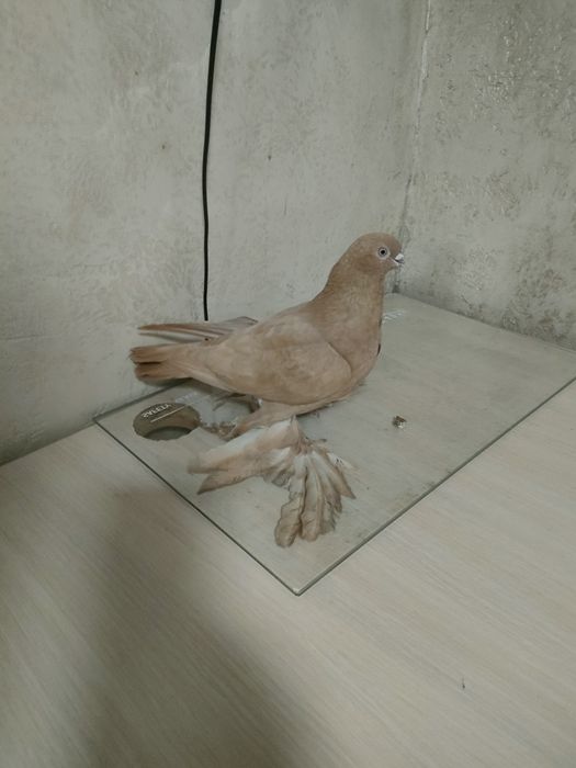 Голуби голуби голуби