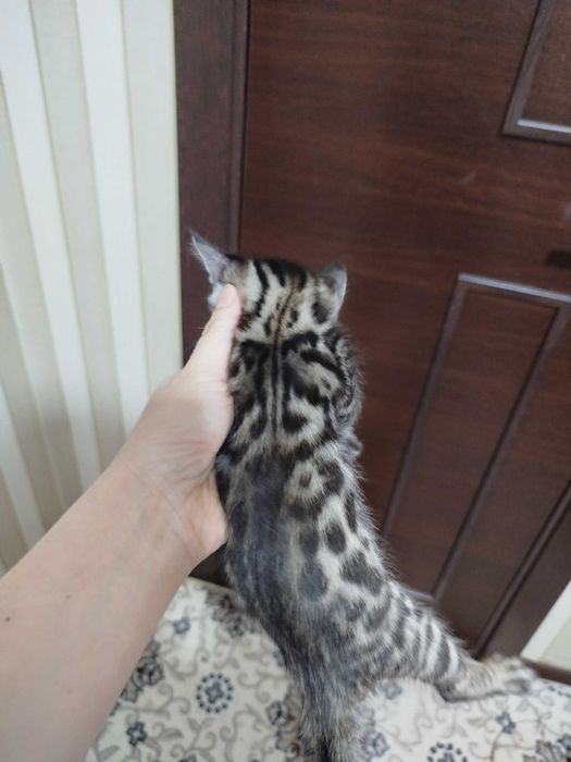 Toza qon bengal mushuklari sotiladi 1,5 oylik latok biladi korm yidi