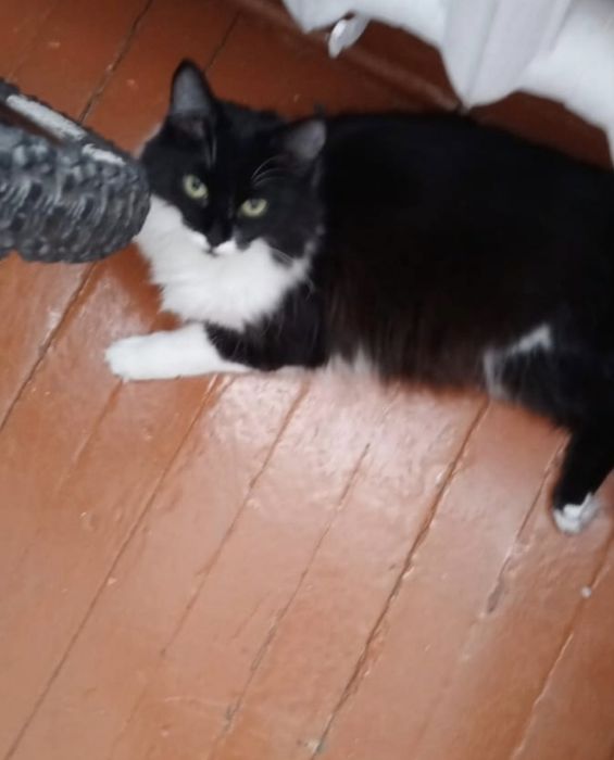 Отдам кошку срочно