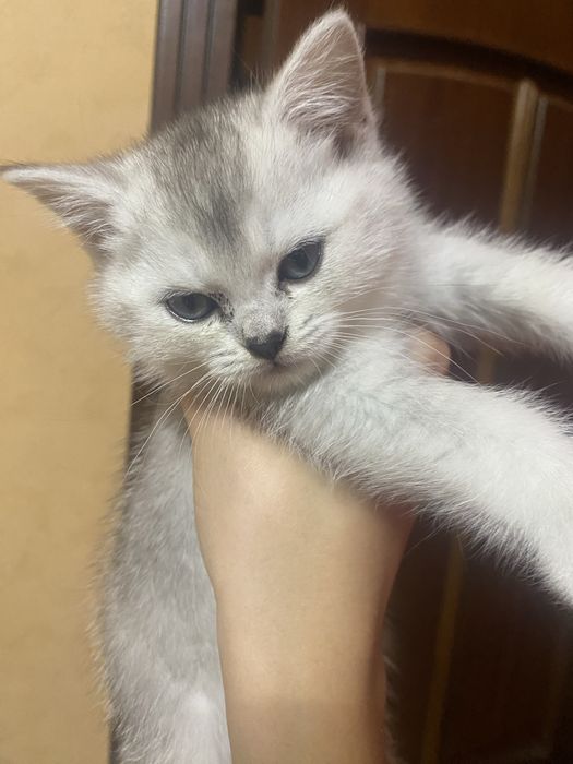 Британская серебристая шиншилла скоттиш страйт котенок