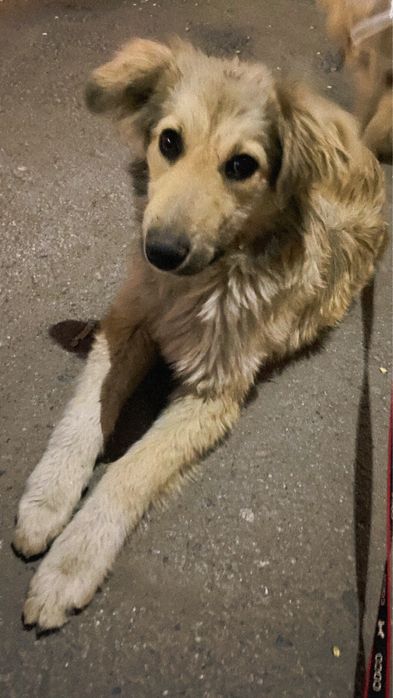 Отдадим мальчика в добрые руки