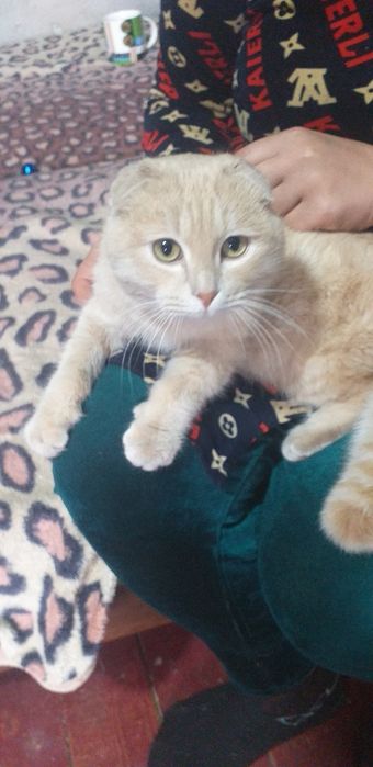 Продается вислоухий котик.