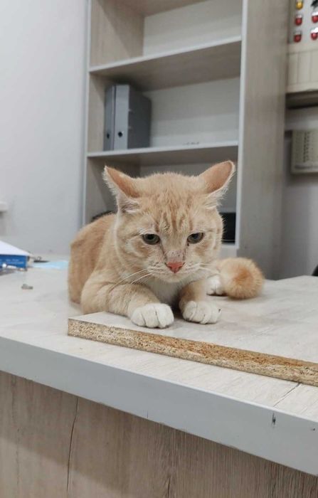 Персиковый котик ищет дом