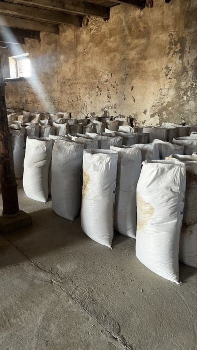 Арпа, ячмень