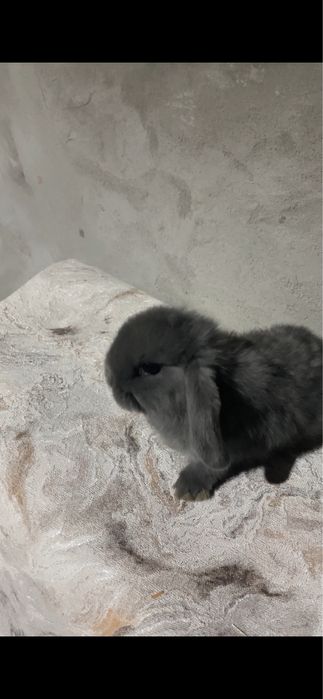 Quyon karlik baran 250.000