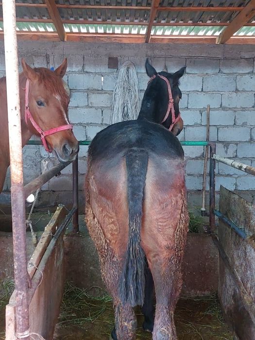 Ұрғашы тай сатылады ,