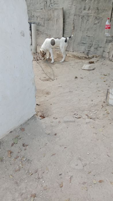 Алабай сао шымкент