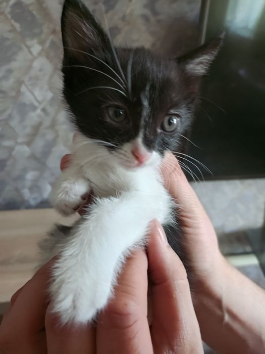 Отдам котят в хорошие руки!