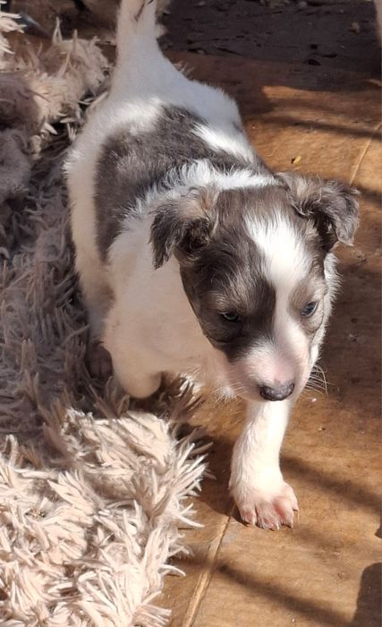 Щеночки два месяца