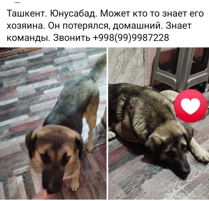 Бесплатно. Ташкент. Ищет добрую семью . Мальчик.