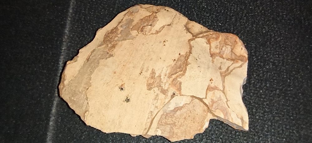 Уникальные фрагменты окаменевшего дерева эпохи динозавров.