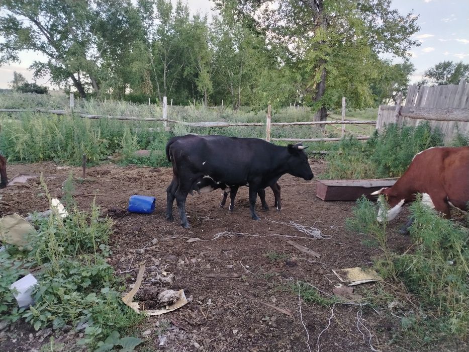 Продам коров на мясо