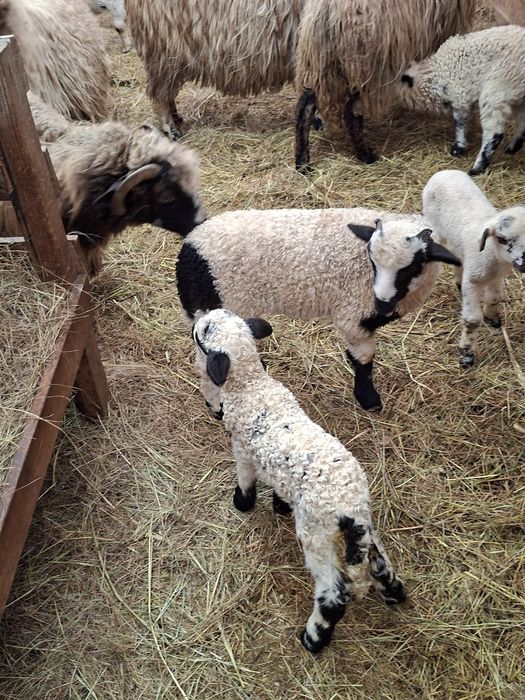 Vand 15 oi cu 15 miei