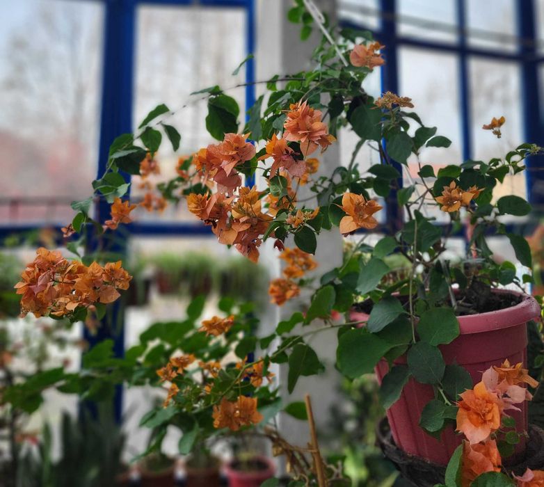 Продам роскошные Бугенвилии