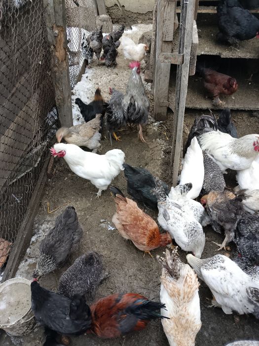 Gaini.rate și cocosi de vanzare