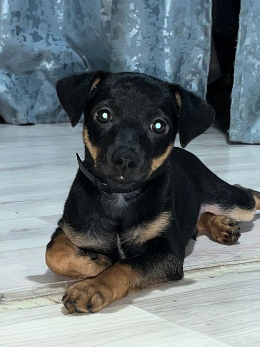 Пинчер кобелек .