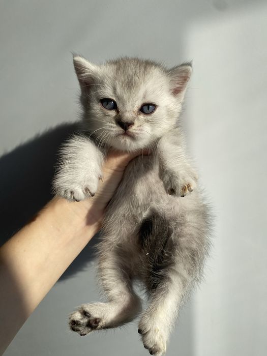 Шотландские мальчики  цены разные