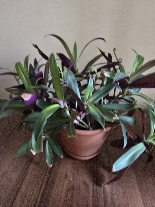 Продам комнатные цветы