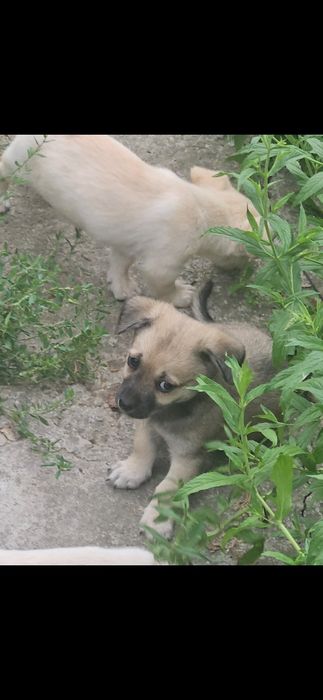 Adoptie pui de caini/pisica