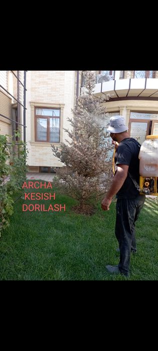 Bogbon agranom dorilash shira qurtga